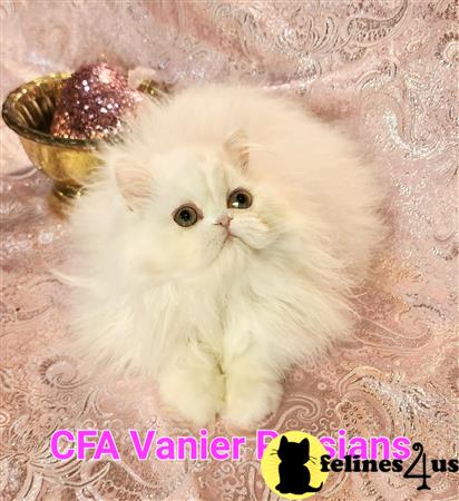 Vanierpersians Picture 2